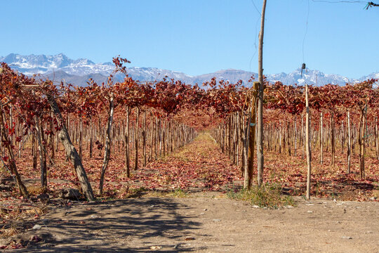 Campo chileno, en un d&iacute;a asoleado de invierno. Plantaciones de parras y nogales