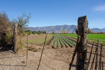 Sembradio en campo chileno, en una tarde de verano