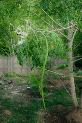 Muringa oliefera tree