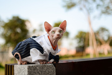 Cute hairless Sphynx cat in suit sit on bench in park alone
