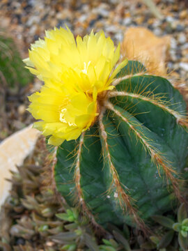 Yellow flower of Parodia warasii cactus