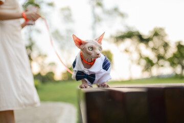 Hairless cat in suit sit on bench in park, woman use pet collar traction rope to control it