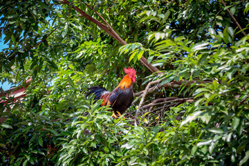 cock on a tree