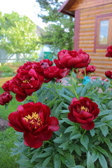Obraz premium dark burgundy peonies in the garden against the background of the house