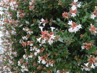 初夏のアベリアの生垣