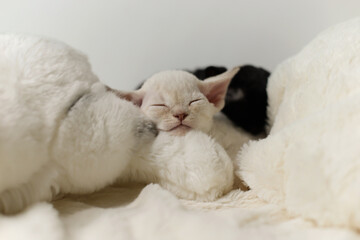 White adorable devon rex pup kitty sleeping on pillow,smile face happy cat