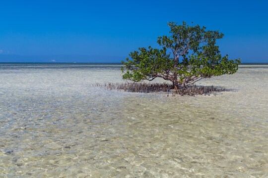 Single standing tree in shallow water on sunny day. White sand beach of Virgin island near Panglao, Bohol, Philippines