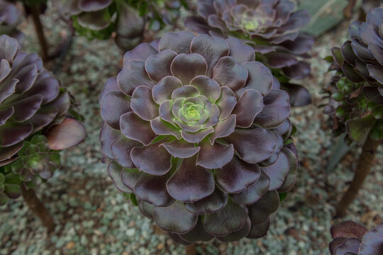 Close up of succulent plant in a garden, selective focus