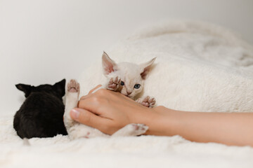 Devon-Rex pup cat play with woman's arms,very small kitty