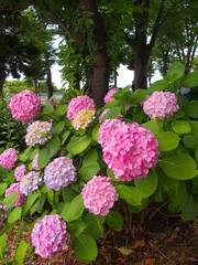 Obraz premium 初夏の公園に咲く紫陽花