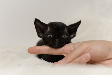 Black sleepy Devon Rex baby kitty put head on woman's finger,very small cat
