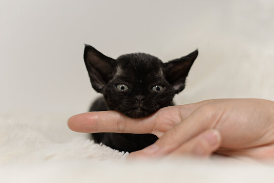 Black sleepy Devon Rex baby kitty put head on woman's finger,very small cat