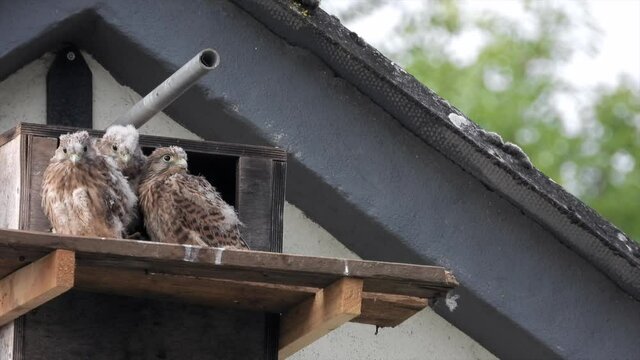 Turmfalke (Falco tinnunculus)  Jungv&ouml;gel am Nistkasten