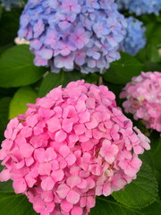 クローズアップのピンクと青の大輪の紫陽花