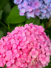クローズアップのピンクと青の大輪の紫陽花