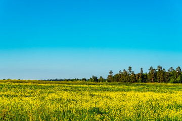 Field with yellow flowers against the blue sky and distant forest. Rural landscape as a background. Motion blur.