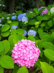 初夏の公園に咲く紫陽花
