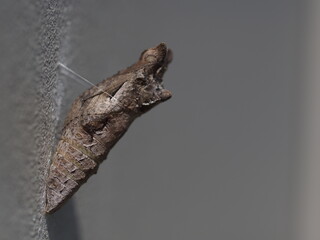 ナミアゲハの蛹のアップ