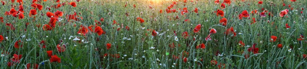 Panorama banner of red corn poppies in a field