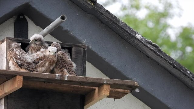 Turmfalke (Falco tinnunculus)  Jungv&ouml;gel am Nistkasten