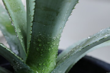 agave