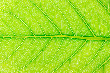Green leaf background. Plant leaves.