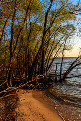 Willow trees on the shore of a lake