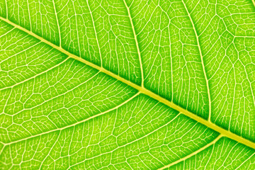 Green leaf background. Plant leaves.