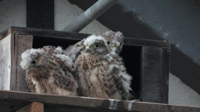 Turmfalke (Falco tinnunculus)  Jungv&ouml;gel am Nistkasten