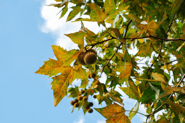 Leaves and fruits of a plane tree. A branch of a sycamore tree with a round sycamore fruit on a background of a blue sky with a cloud. Nature background