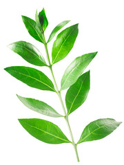 Henna tree branch with leaves  (Lawsonia inermis) isolated w clipping paths