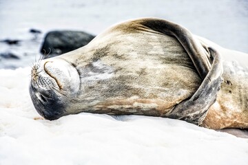 Antarctic Seal Sleep Time