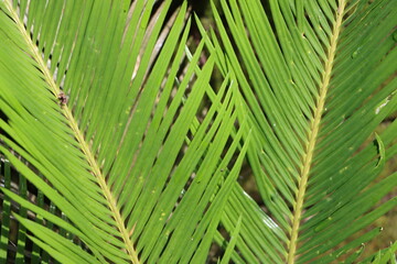 Cycus or sago palm leaves as background