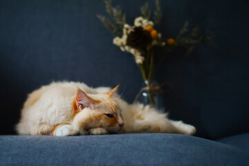 Cream ragdoll cat sleep on sofa, with beautiful flowers, blue background.
