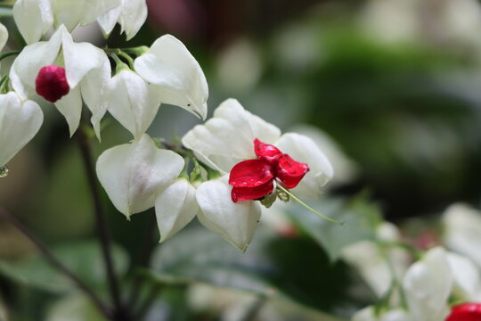 Clerodendron Or Bleeding Heart Vine Flowers