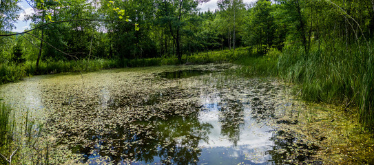 small pond in forest
