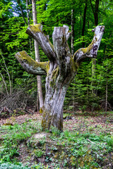 a dry sawn tree