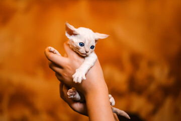 White adorable Devon Rex baby kitty hold by woman`s hand