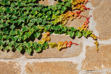 Ivy is growing along the wall of the fence. Ivy has yellow, red, green leaves.