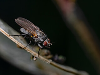 Fly on plant leaf, Stubenfliege (Musca domestica)