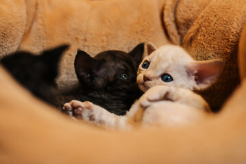 White adorable devon rex baby kitty closeup, small cat.
