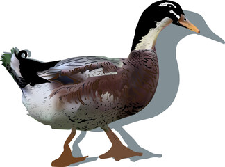 large duck isolated on white