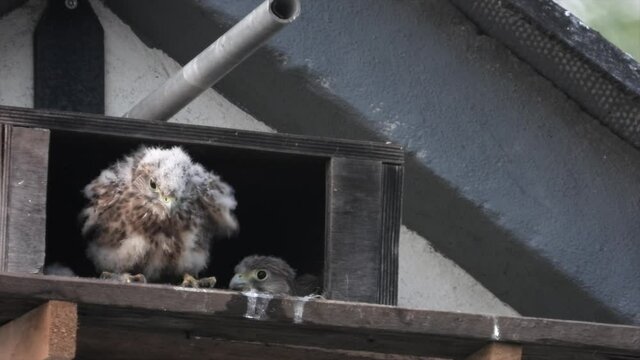 Turmfalke (Falco tinnunculus)  Jungv&ouml;gel am Nistkasten