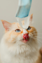 Yellow ragdoll cat want eat blue face mask
