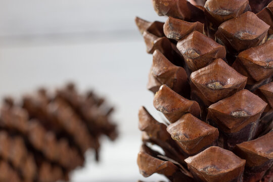 A Closeup View Of Pine Cone Texture On The Right Side Of The Frame, As A Background Image.