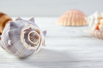 A view of several tropical seashells on a rustic wooden surface, as a background image.
