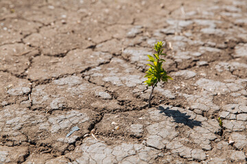 A green sprout sprouts from dry, cracked earth. Global warming concept.