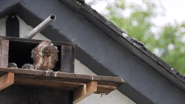 Turmfalke (Falco tinnunculus)  Jungv&ouml;gel am Nistkasten