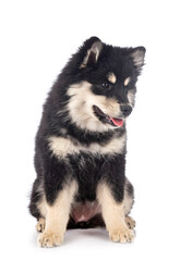  puppy Finnish Lapphund in studio