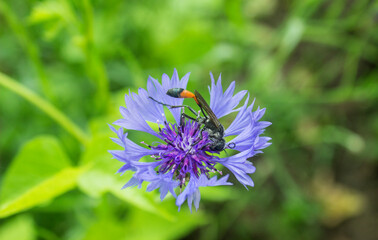 Cornflower (Centauréa montana, Bluebonnet, Mountain knapweed) blooming, one flower top view. Blue cornflower growing, wild blue flower on a green background. Selective shallow focus, blurred